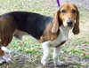 Train the Bassett Hound