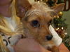 Coco the Chihuahua/Yorkie Mix