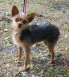 Coco the Chihuahua/Yorkie Mix