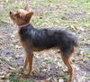 Coco the Chihuahua/Yorkie Mix