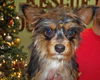 Whiskey the Chihuahua/ Yorkie Mix