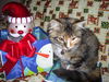 Trixie the Calico Kitten