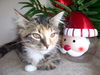 Trixie the Calico Kitten