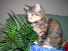 Trixie the Calico Kitten