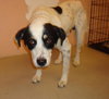 Alamo the Perfect Gentleman Border Collie