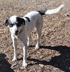 Alamo the Perfect Gentleman Border Collie