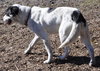 Alamo the Perfect Gentleman Border Collie