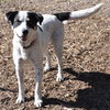 Alamo the Perfect Gentleman Border Collie