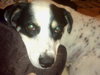 Alamo the Perfect Gentleman Border Collie