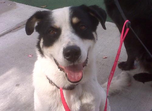 Alamo the Perfect Gentleman Border Collie