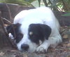 Alamo the Perfect Gentleman Border Collie