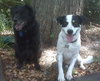 Alamo the Perfect Gentleman Border Collie