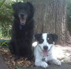 Alamo the Perfect Gentleman Border Collie