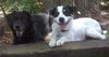 Alamo the Perfect Gentleman Border Collie