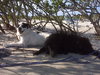 Alamo the Perfect Gentleman Border Collie