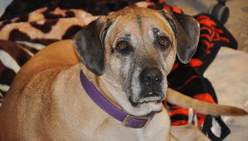 Isabell the Gentle Dane Mix