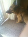 Tango the Shepard