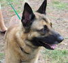 Tango the Shepard