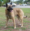 Tango the Shepard