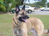 Tango the Shepard