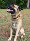 Tango the Shepard