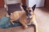 Tango the Shepard