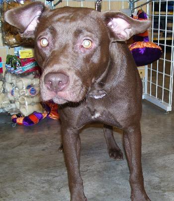 Samantha the Chocolate Lab