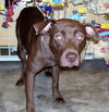 Samantha the Chocolate Lab