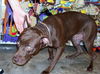 Samantha the Chocolate Lab