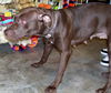 Samantha the Chocolate Lab