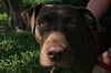 Samantha the Chocolate Lab
