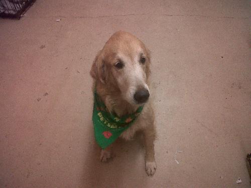 Jake the Leash Loving Senior Golden