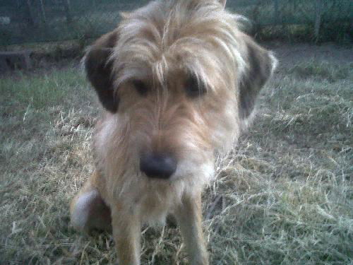 Bella the Terrier