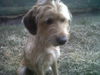 Bella the Terrier