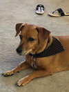 Lynx the Basset Mix