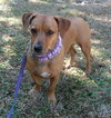 Lynx the Basset Mix