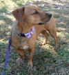 Lynx the Basset Mix