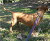 Lynx the Basset Mix