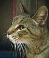 Ringo - Declawed