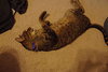 Ringo - Declawed