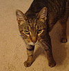 Ringo - Declawed