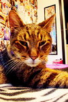 Ringo - Declawed