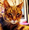 Ringo - Declawed