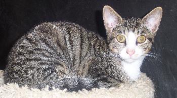 Nelson