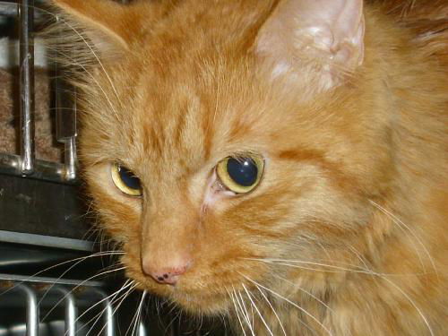 Oliver the Maine Coon Mix