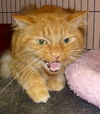 Oliver the Maine Coon Mix