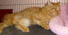 Oliver the Maine Coon Mix