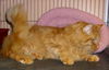 Oliver the Maine Coon Mix