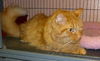 Oliver the Maine Coon Mix