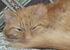Oliver the Maine Coon Mix